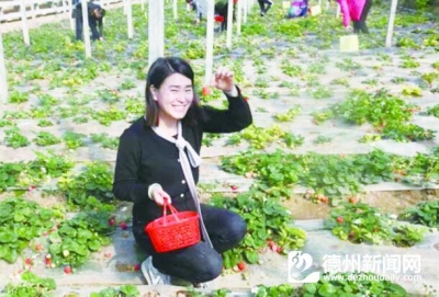 归然种植专业合作社 无公害果蔬助百余农户增收