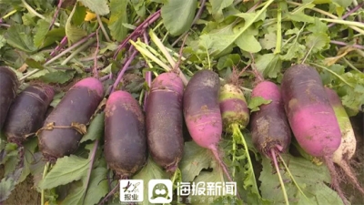 好品山东丨潍坊青萝卜种出新花样，全村走上致富路