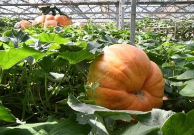 闪电时评｜履职为民让全国两会的“山东声音”更响亮