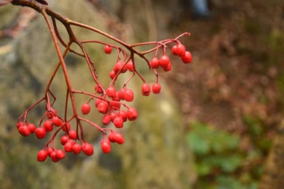 "齐"心"鲁"力|濒临灭绝植物如何保护利用？——山东丰富林草种质资源多样性见闻
