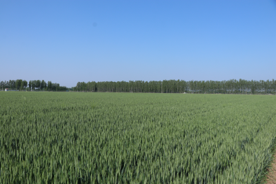 "齐"心"鲁"力|这个小镇如何仅用“一招”年增60万斤粮？