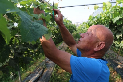 "齐"心"鲁"力|党员带头干，村民心里甜——山东郓城县“党员领头雁”助推村集体经济发展