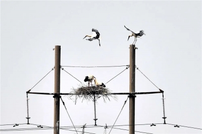 齐鲁大地万象新——沿着总书记的足迹之山东篇