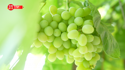 习近平新疆行丨葡萄引路 经济增速——走进吐鲁番葡萄沟