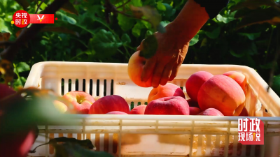 时政现场说丨察民情谋振兴 金秋漫山果飘香