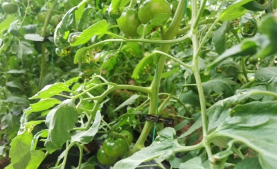 不毛之地变良田 盐碱地上种出高端西红柿