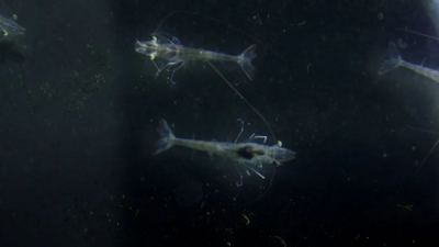 深入学习宣传贯彻党的二十大精神丨树立大食物观 工厂化智慧化推动渔业高质量发展