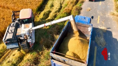 千城百县看中国｜山东临沂：万亩水稻喜丰收 阵阵稻香暖农心