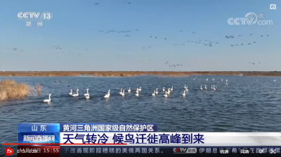 山东 黄河三角洲国家级自然保护区 天气转冷 候鸟迁徙高峰到来