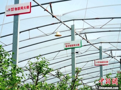 山东乡村“触网”焕发新生机 乡村振兴迈向“数字时代”