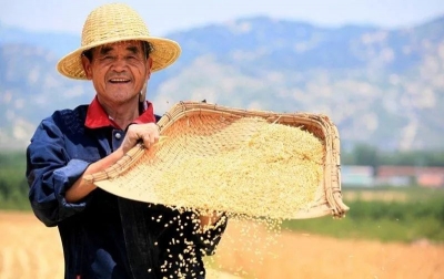 总产连续9年超千亿斤，山东粮为啥这么能“打”