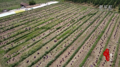千城百县看中国｜山东巨野：洋葱“小生意”做成跨国“大买卖”