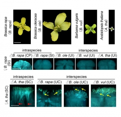 大白菜实现“择偶”自由！《自然》在线发表山东农业大学段巧红教授领衔的研究成果