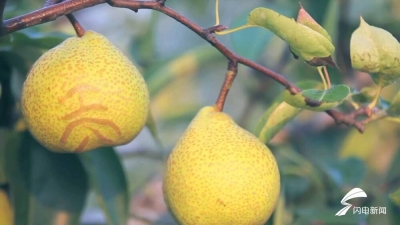 好品山东｜润肺止咳，莱阳梨膏“绝绝子”