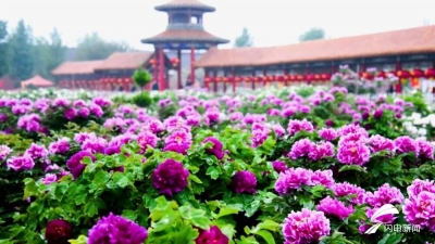 从一朵花到一滴油！看牡丹演绎令人叹为观止的嬗变传奇