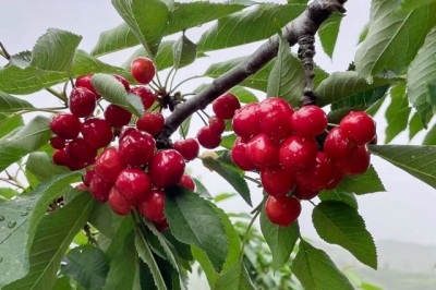 山东好景｜“山东屋脊”上采樱桃