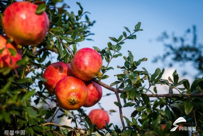 黄河大集·24道风味｜寒露：石榴红了