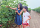 趙虎鎮(zhèn)發(fā)力無花果產(chǎn)業(yè)