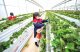 德城區(qū)新園村：產(chǎn)學(xué)研融合強(qiáng)村富民