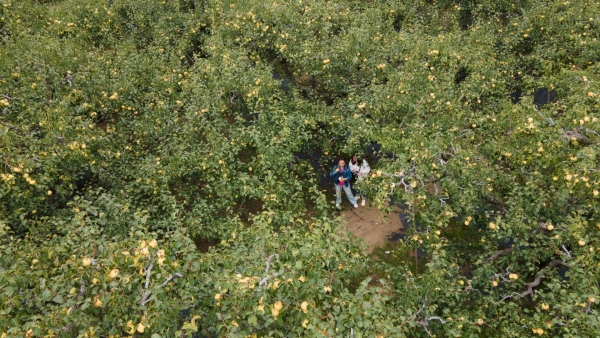 安徽碭山：梨園迎豐收 酥梨甜香潤心間