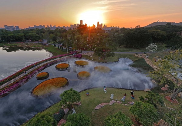 冬日暖阳映花俏