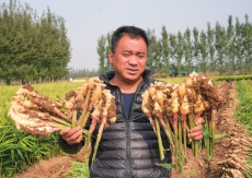 “生姜書記”田光帶領(lǐng)村民發(fā)展特色種植—— 姜莊村紅芽姜賣到胖東來