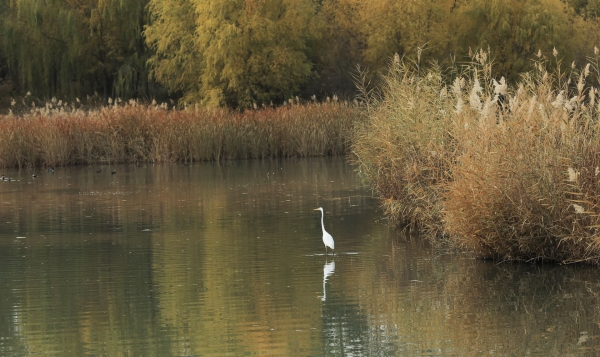 立冬將至 秋韻未央