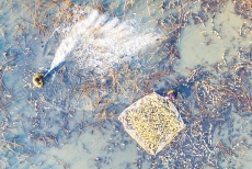 禹城刘付勤探索立体种养，亩均收入五千元—— 鱼藕共生一水“双收”