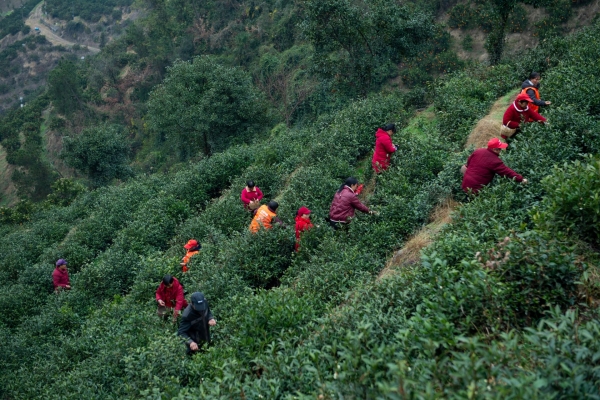 湖北秭歸：峽江采早茶