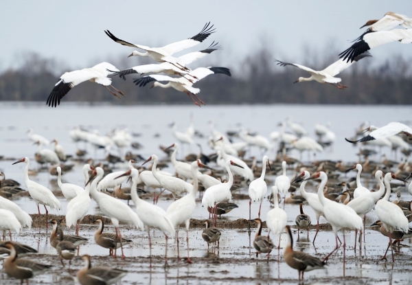 江西上饒：鶴舞白鶴洲