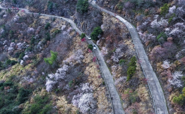 万亩山花迎春来 山乡美景助共富