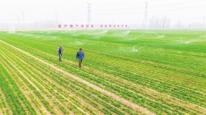 田疇染新綠 春管正當(dāng)時