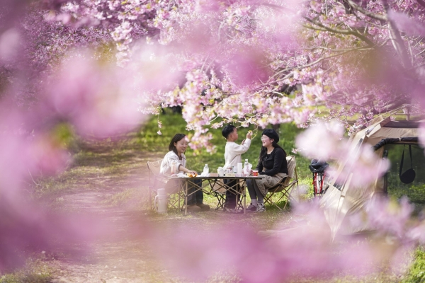 踏青賞花春意濃