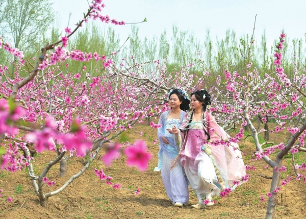 桃花爛漫引客來(lái)