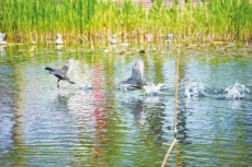 一城春色满城花