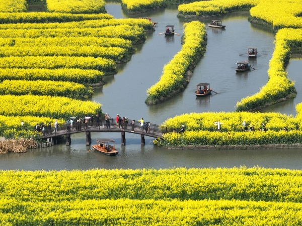 油菜花開(kāi)樂(lè)游人
