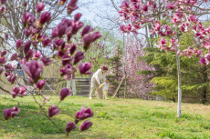 春光烂漫“醉”美德州