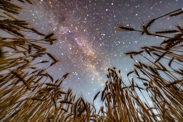 星空相冊|果實與星辰的守望
