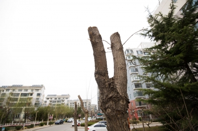 小区树木遭“抹头”引争议 专家：应保持原有树形，忌过度修剪