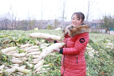 爱如飓风太猛烈！武城菜农的滞销菜全卖出去了 