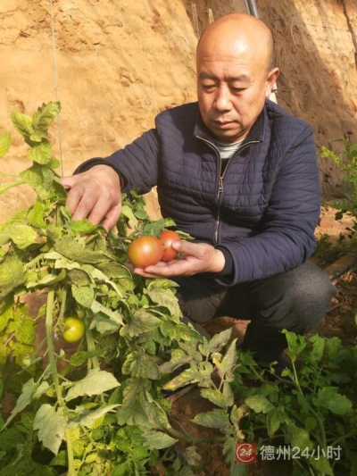 夏津三冠合作社：多元化种植促发展