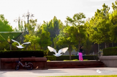 推窗见绿、出门见园 | 齐河打造宜居宜业宜游城市