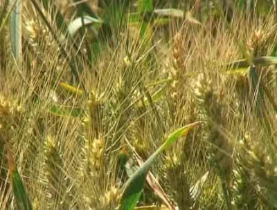 德州气象台干热风预报：23日最高温36℃，相对湿度小于30%，注意防范