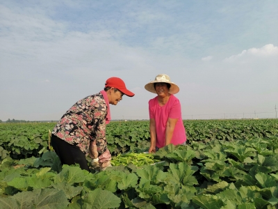 读德州 | 夏津：“一村一策”“一镇一品”消除空壳村，打造优势村