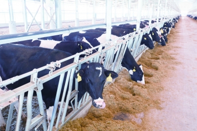 乡村振兴·率先突破 | 禹城伦镇：生态牧场循环“生金” 串起三产融合经济链