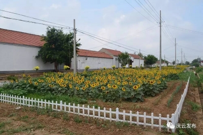 庆云：盘活农村沉睡土地资源，发展边角经济近600亩