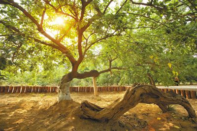 人民日报刊发 | 梁衡：夏津，有片古桑林