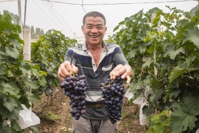 夏津这个村种葡萄，一年收入500多万元