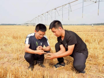 乡村振兴·率先突破 | 平原：博士硕士下乡 企业规模种田
