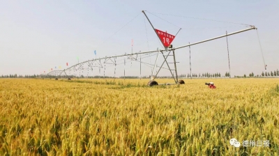 今年德州预计收购夏粮140万吨 收储准备工作已全面就绪